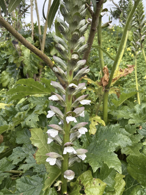 Pasted image 20260414210838