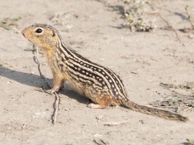 thirteen-lined-ground-squirrel-kathlin-simpkins