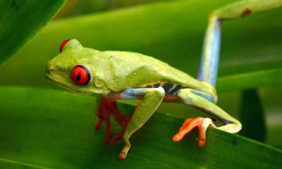 an-immense-world-red-eyed-treefrog-adult