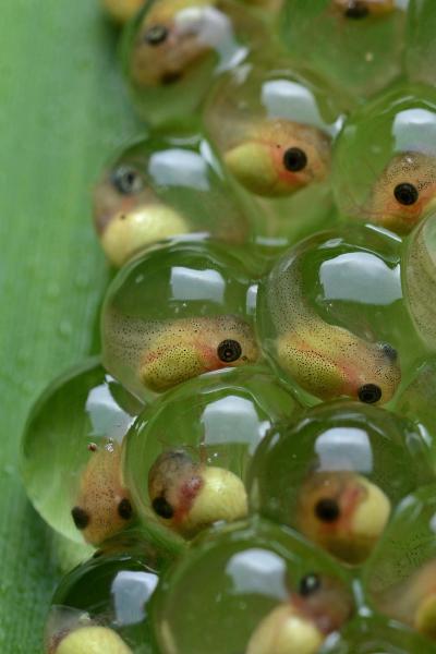 an-immense-world-red-eyed-treefrog-embryos