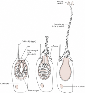 cnidocyte-discharge-white