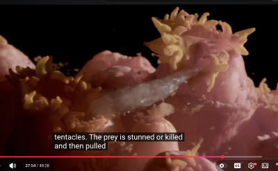 coral-feeding
