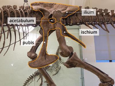 dinosaur-hip-socket-photo