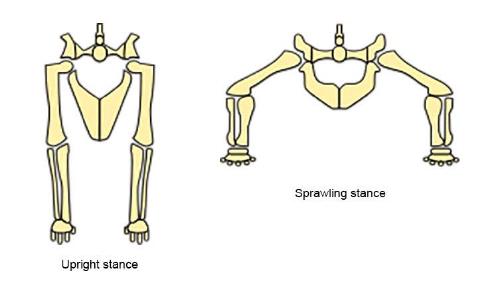 dinosaur-upright-sprawling