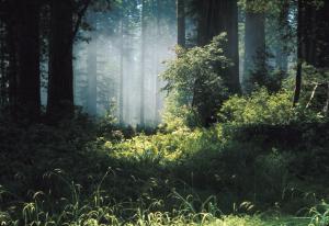 coastal-redwoods-in-fog-nps