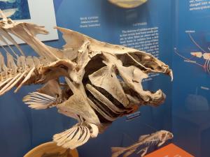 catfish-skull