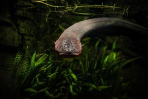 electric-eel