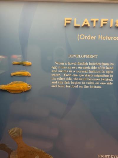 flatfish-development