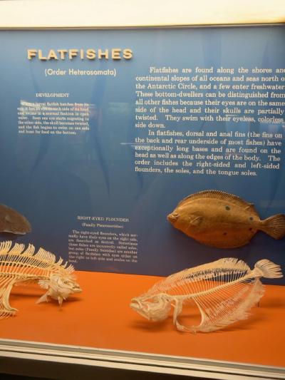 flatfish-gallery