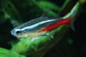 neon-tetra