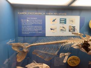 ostariophysi-gallery