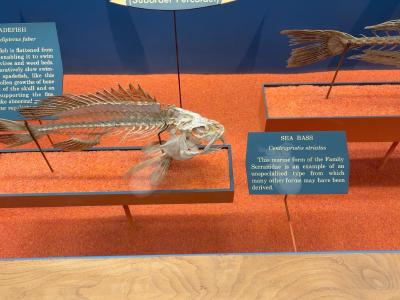 sea-bass