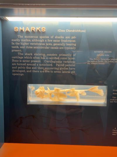 shark-cartilage