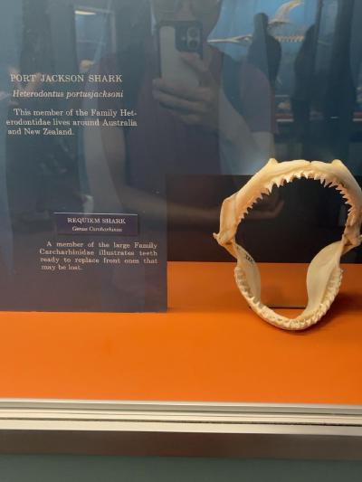 shark-teeth