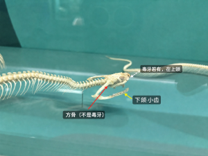 snake-jaw-photo-annotated