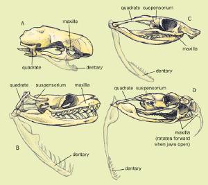 snake-skull-types-quadrate