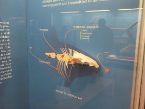 weberian-ossicles-exhibit