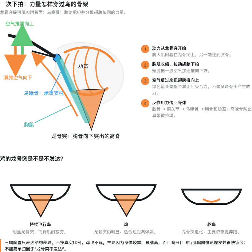 bird-keel-force-path