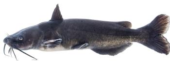 channel-catfish