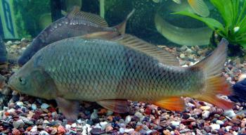common-carp