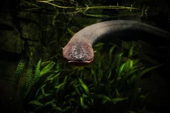 electric-eel