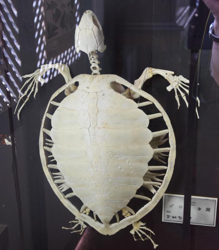 green-turtle-skeleton