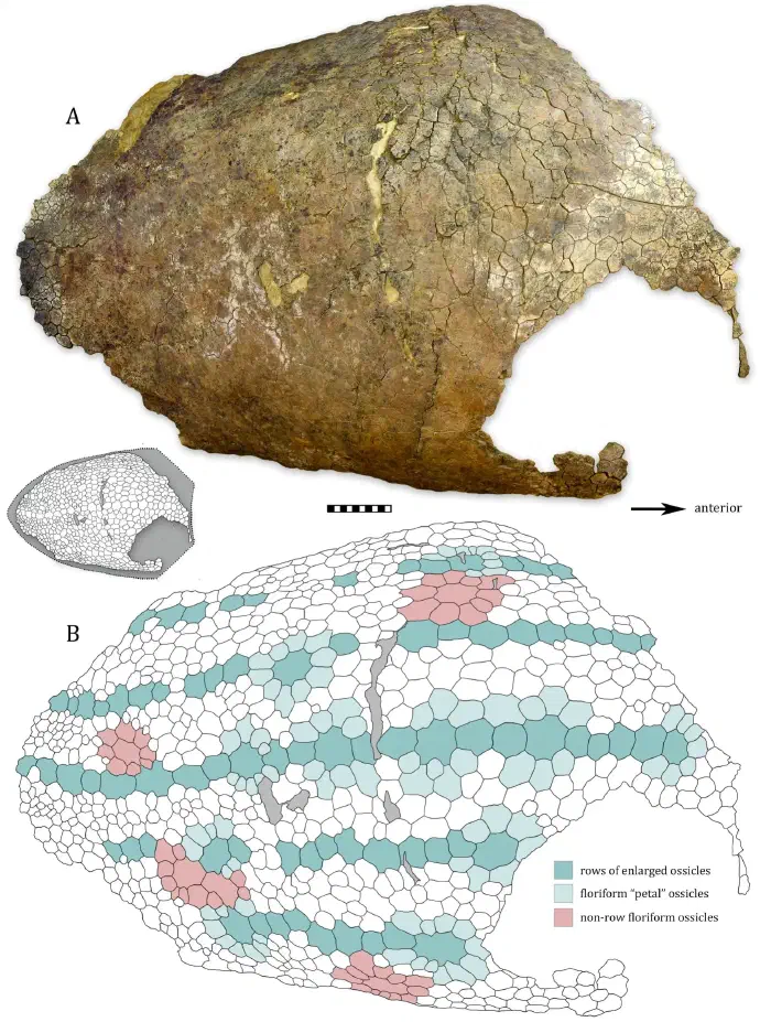 leatherback-mosaic-carapace