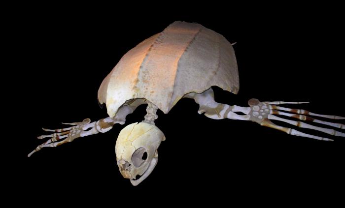 leatherback-skeleton