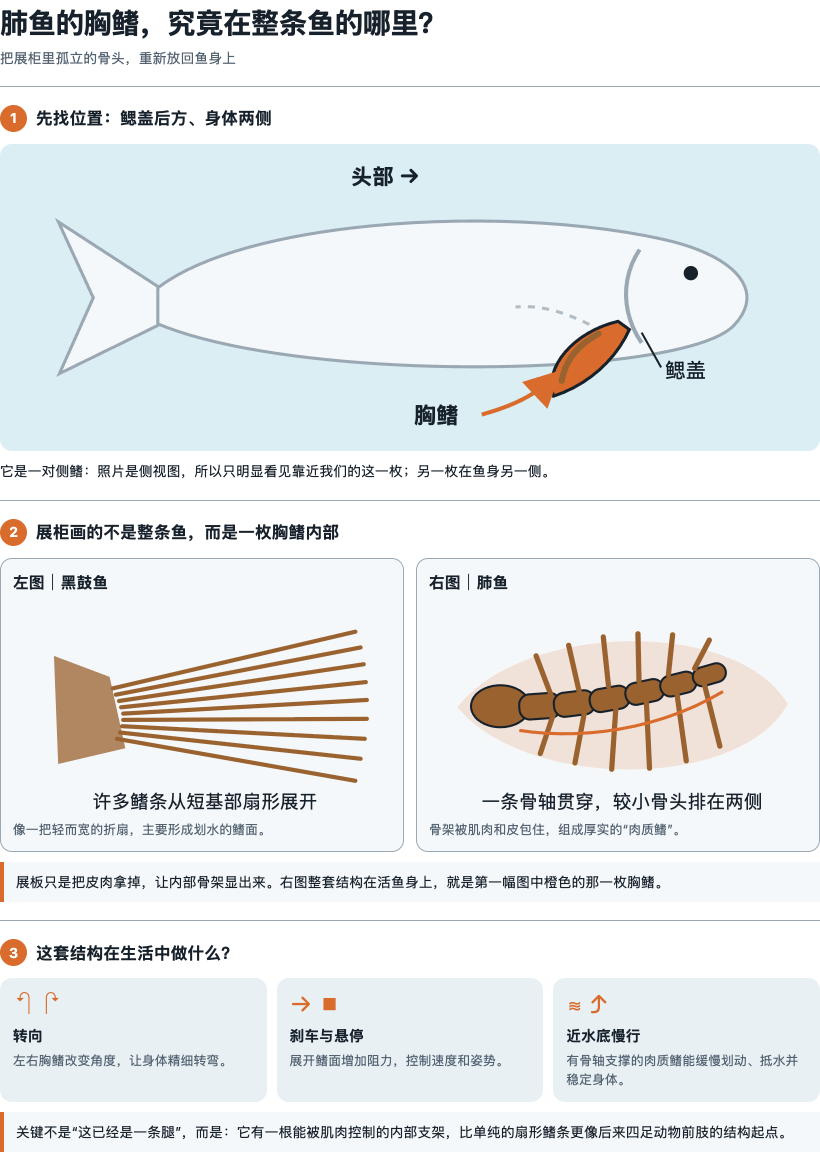lungfish-pectoral-fin-diagram