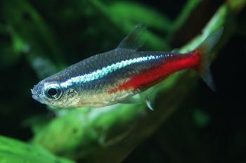 neon-tetra