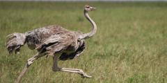 ostrich-running