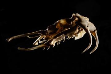 puff-adder-skull-fangs