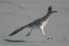 roadrunner-running