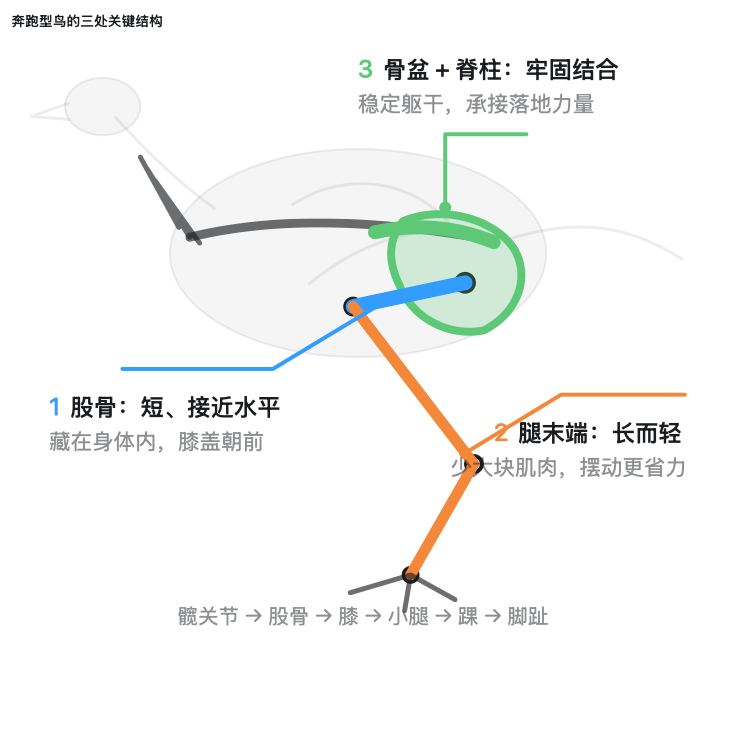 running-bird-anatomy