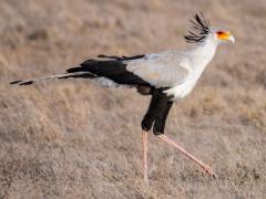 secretary-bird