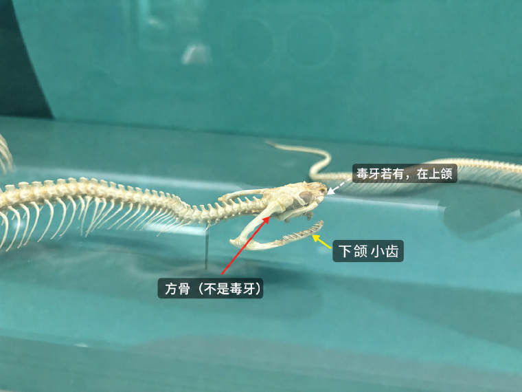 snake-jaw-photo-annotated