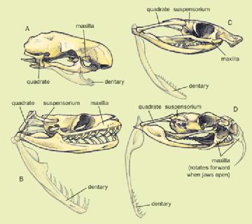 snake-skull-types-quadrate