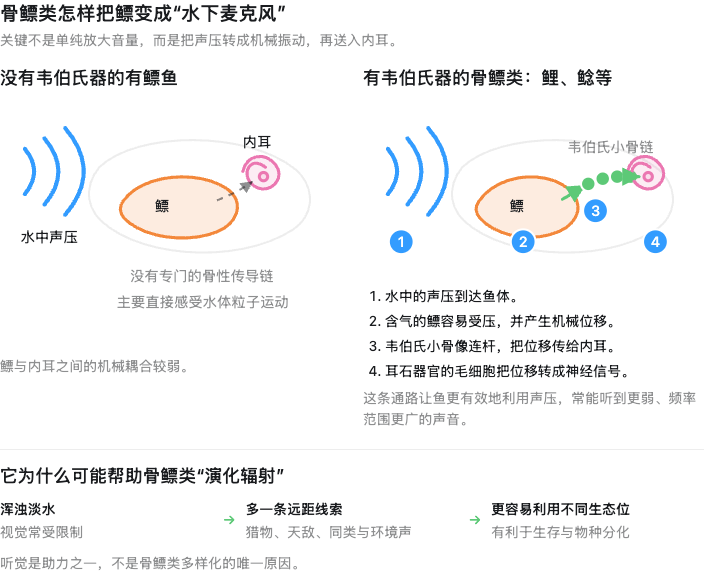 weberian-hearing-diagram