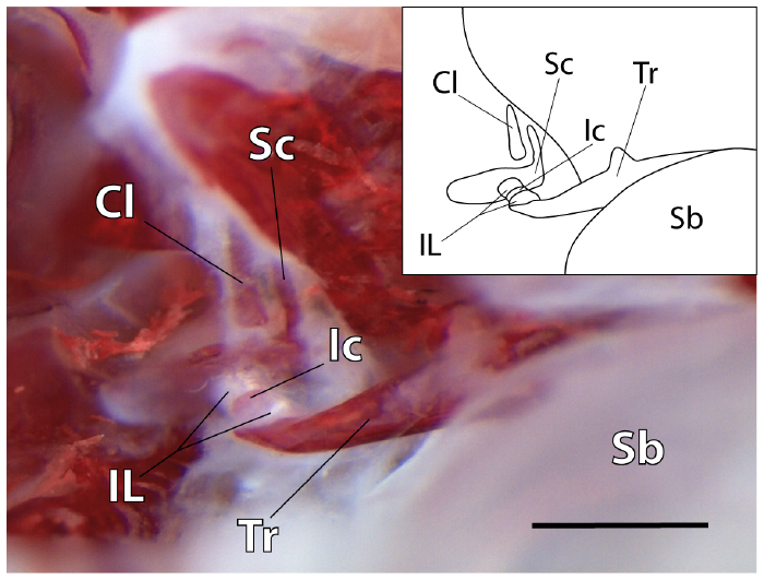 weberian-ossicles-specimen
