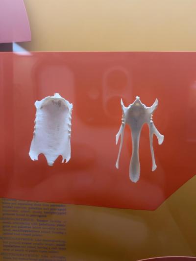bird-sternum-comparison
