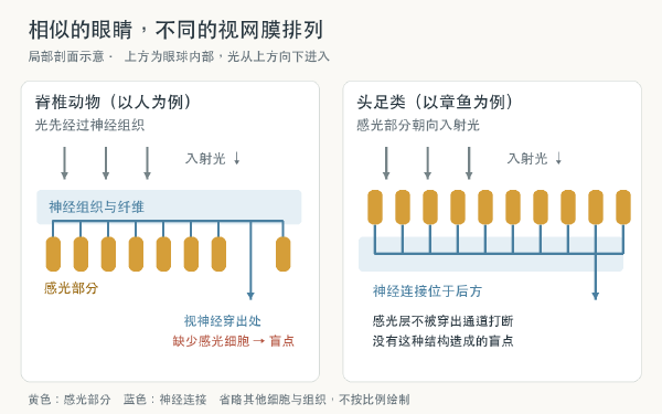retina-comparison