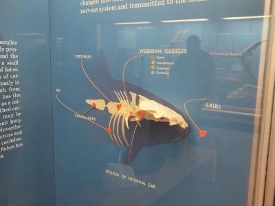 weberian-ossicles-exhibit