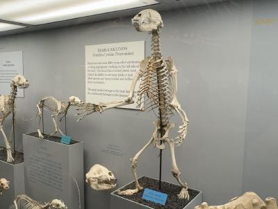 bear-raccoon-gallery-rotated