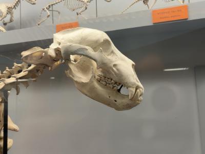 bear-skull-rotated