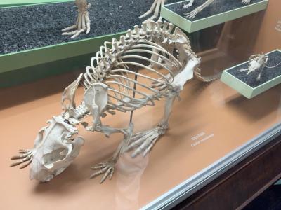 beaver-skeleton-rotated