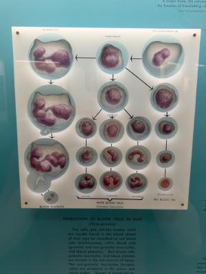 blood-cell-production
