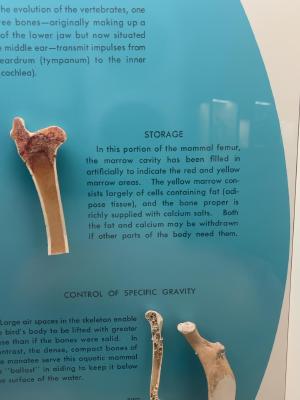 bone-marrow
