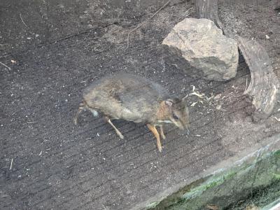 chevrotain-live-wikimedia