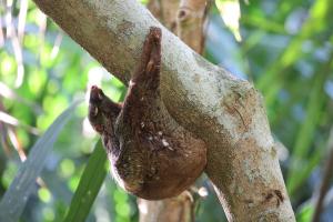 colugo-live-wikimedia
