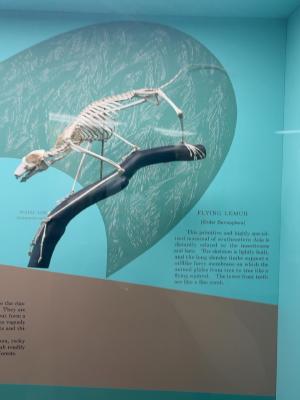 colugo-skeleton